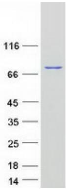 Coomassie blue staining of purified GPNMB protein.